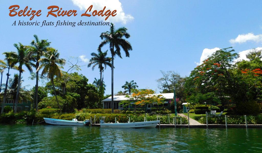 Jack Crevalle fishing at Belize River Lodge - Picture of Belize River  Lodge, Ladyville - Tripadvisor
