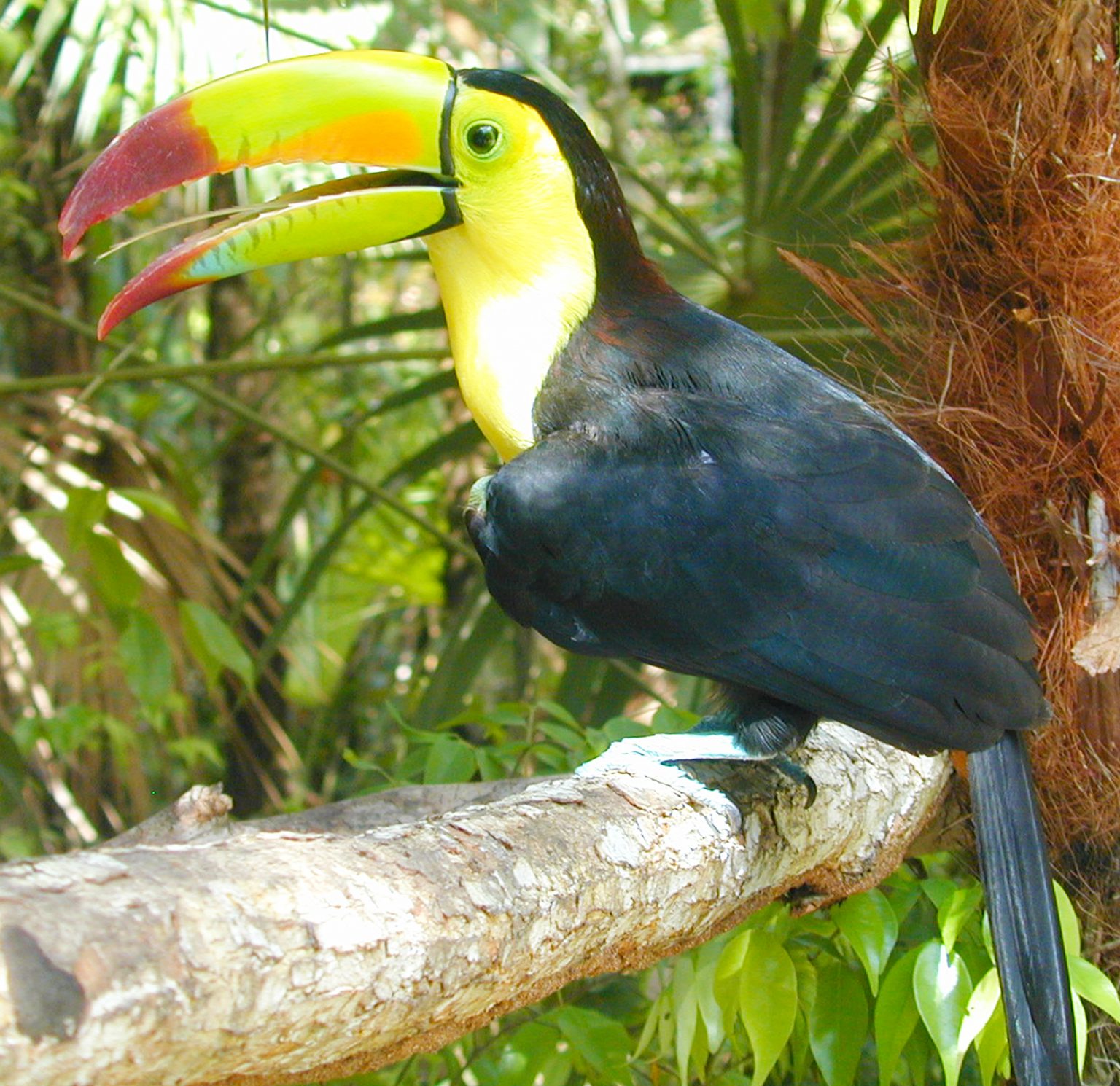 national-symbols-of-belize-belize-river-lodge